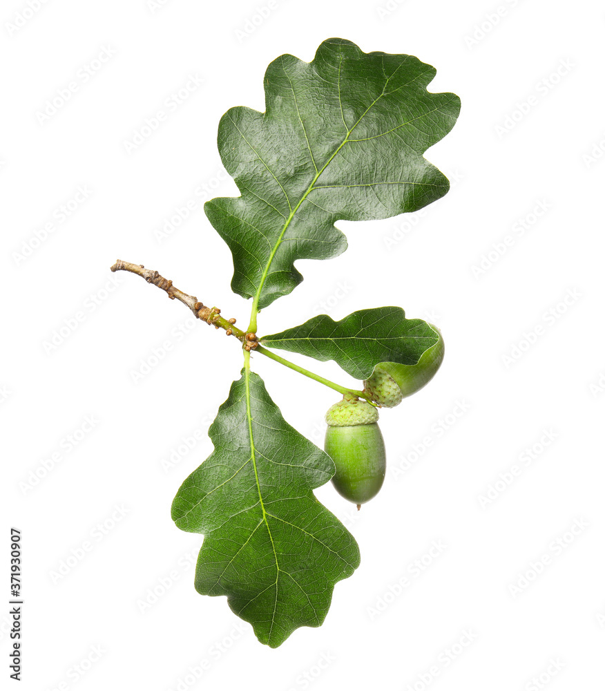 Green oak leaves on white background