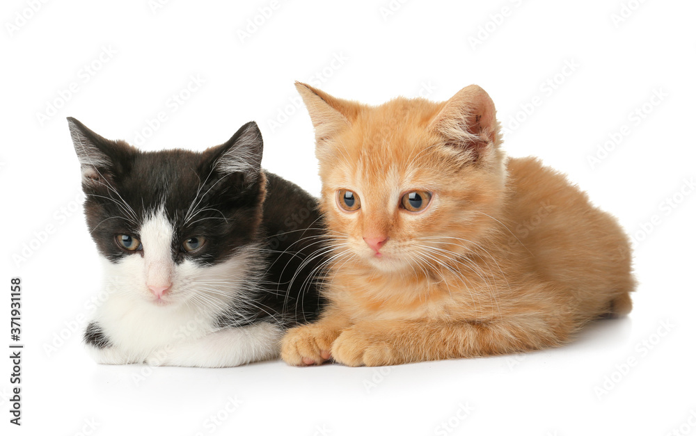 Cute funny kittens on white background