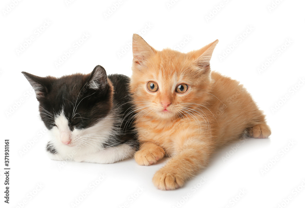 Cute funny kittens on white background