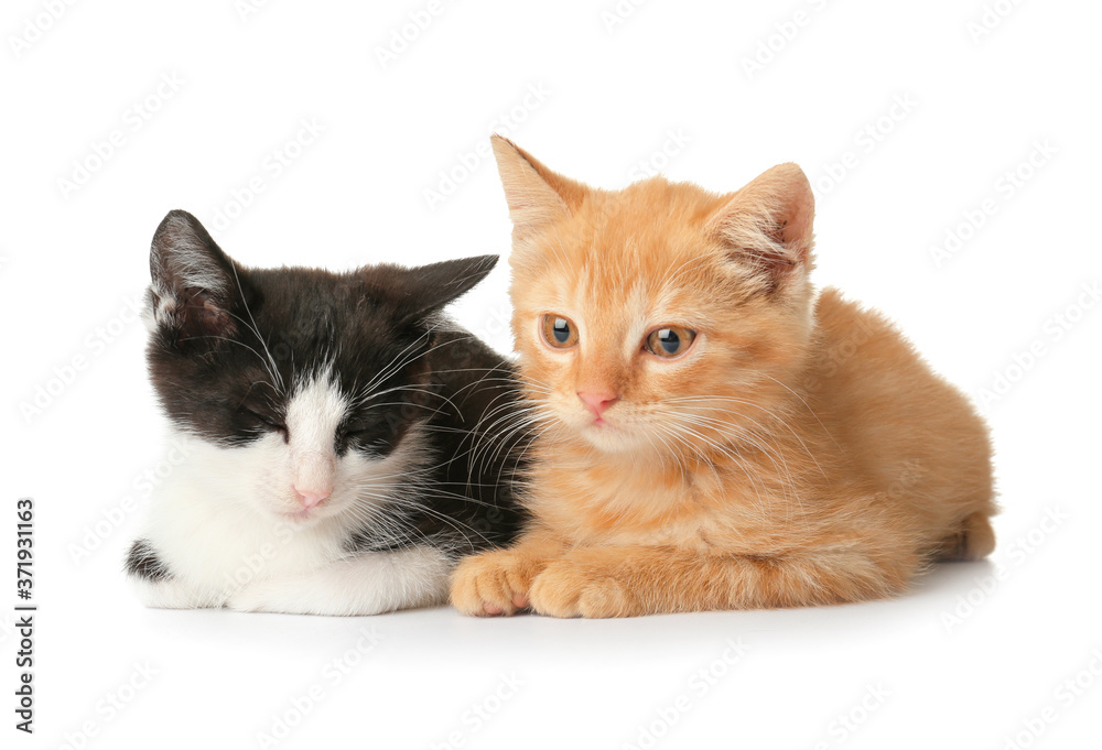 Cute funny kittens on white background