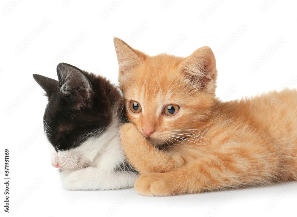 Cute funny kittens on white background