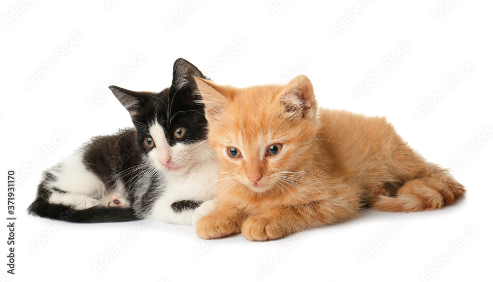 Cute funny kittens on white background