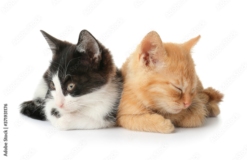 Cute funny kittens on white background