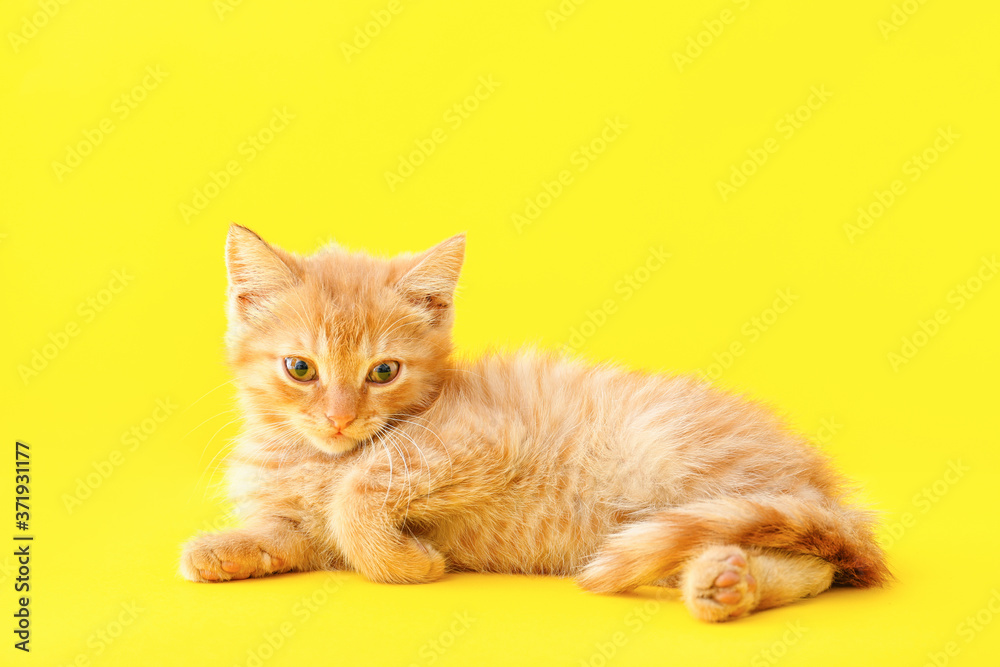 Cute funny kitten on color background