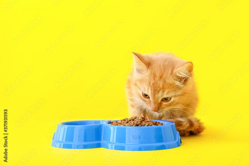 Cute funny kitten with bowl of food on color background