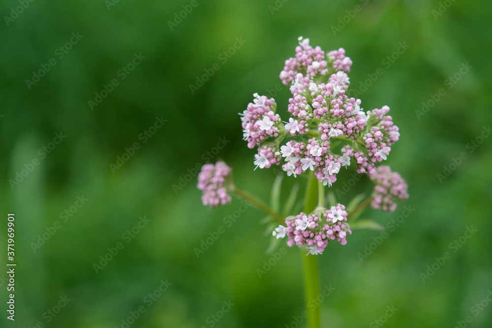 药用植物-夏季海洋中发芽的粉红色开花普通缬草（缬草）