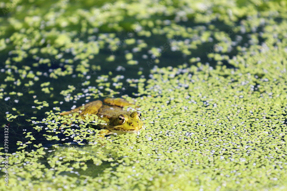 伊比利亚Wasserfrosch，Pelophilax perezi