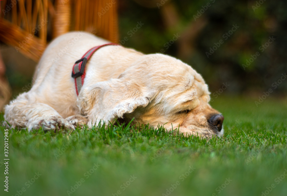 美国可卡犬躺在草地上