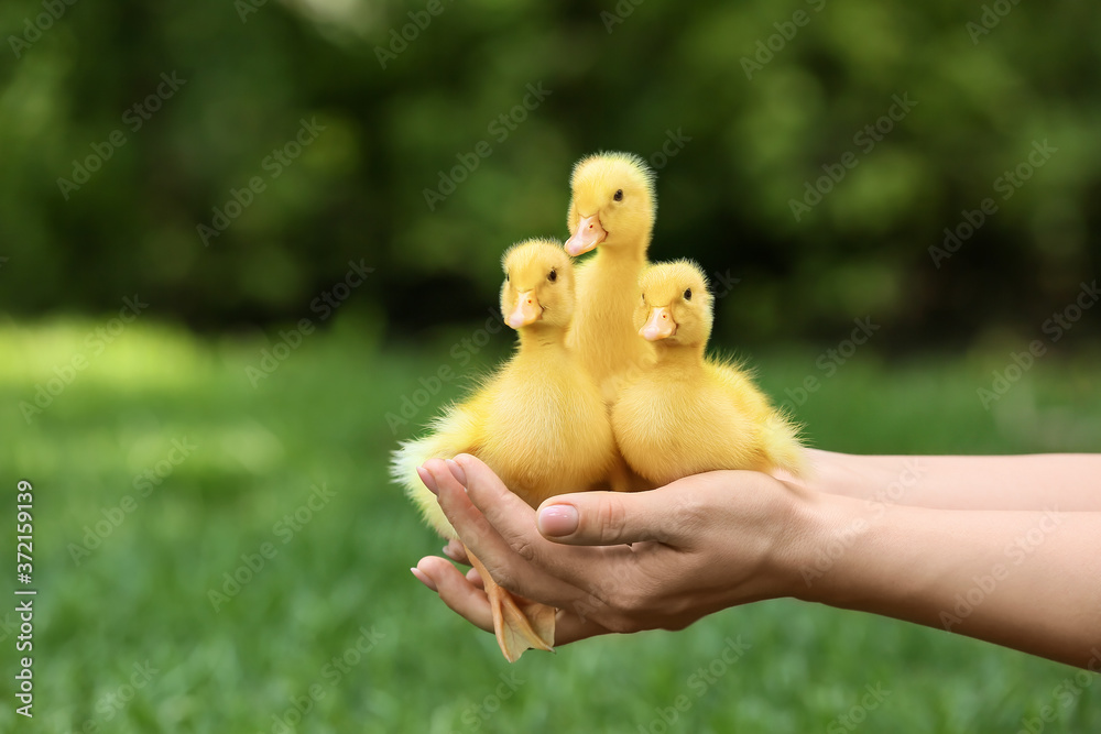 Farmer with cute ducklings outdoors