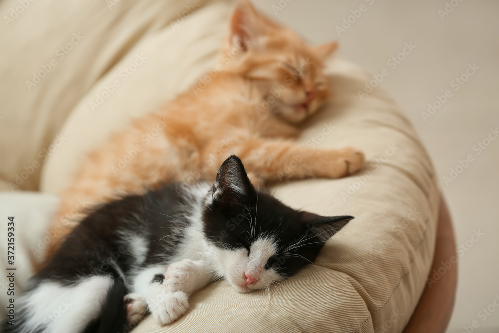 Sleeping cute kittens in armchair at home