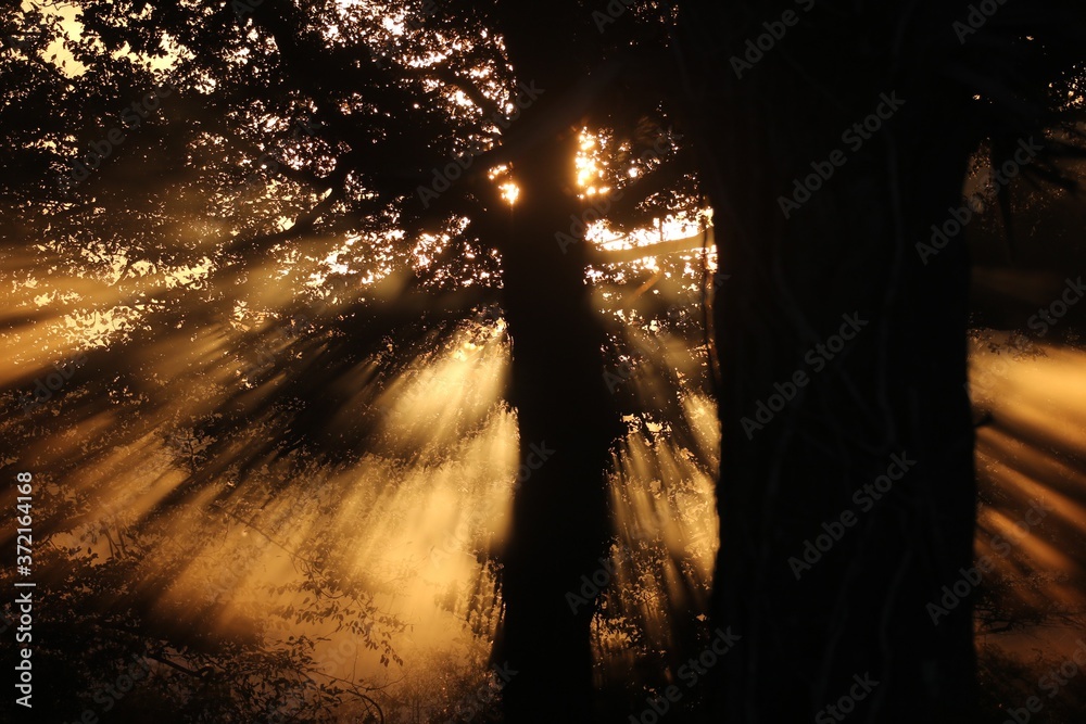 Contre jour forêt