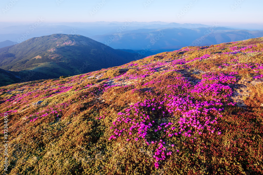 夏天，杜鹃花覆盖了山脉和草地。紫色的日出光在前方闪耀