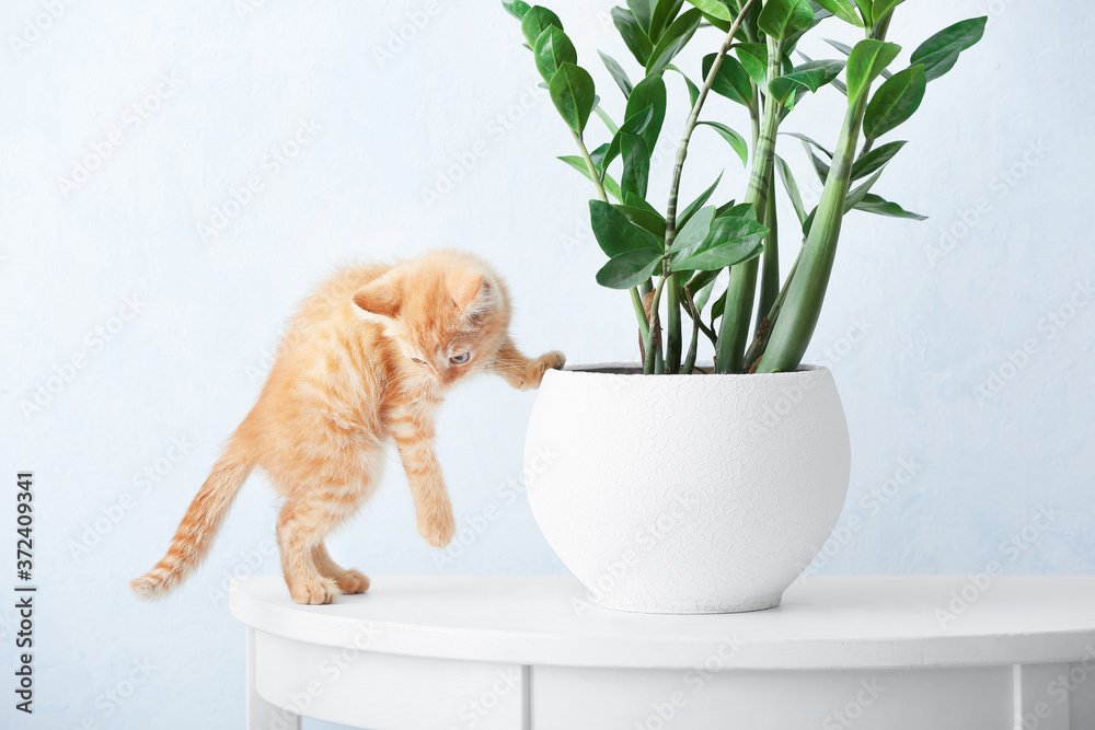 Curious kitten near houseplant on table at home