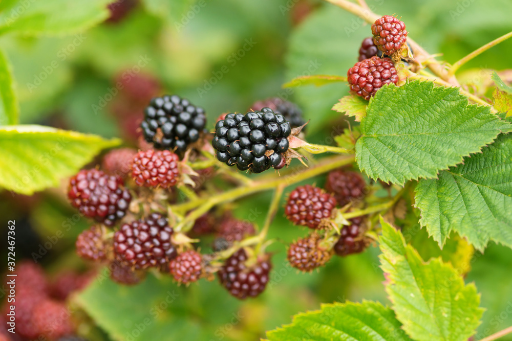 天然食品-花园里的新鲜黑莓。一束成熟和未成熟的黑莓果实-Rubus fru