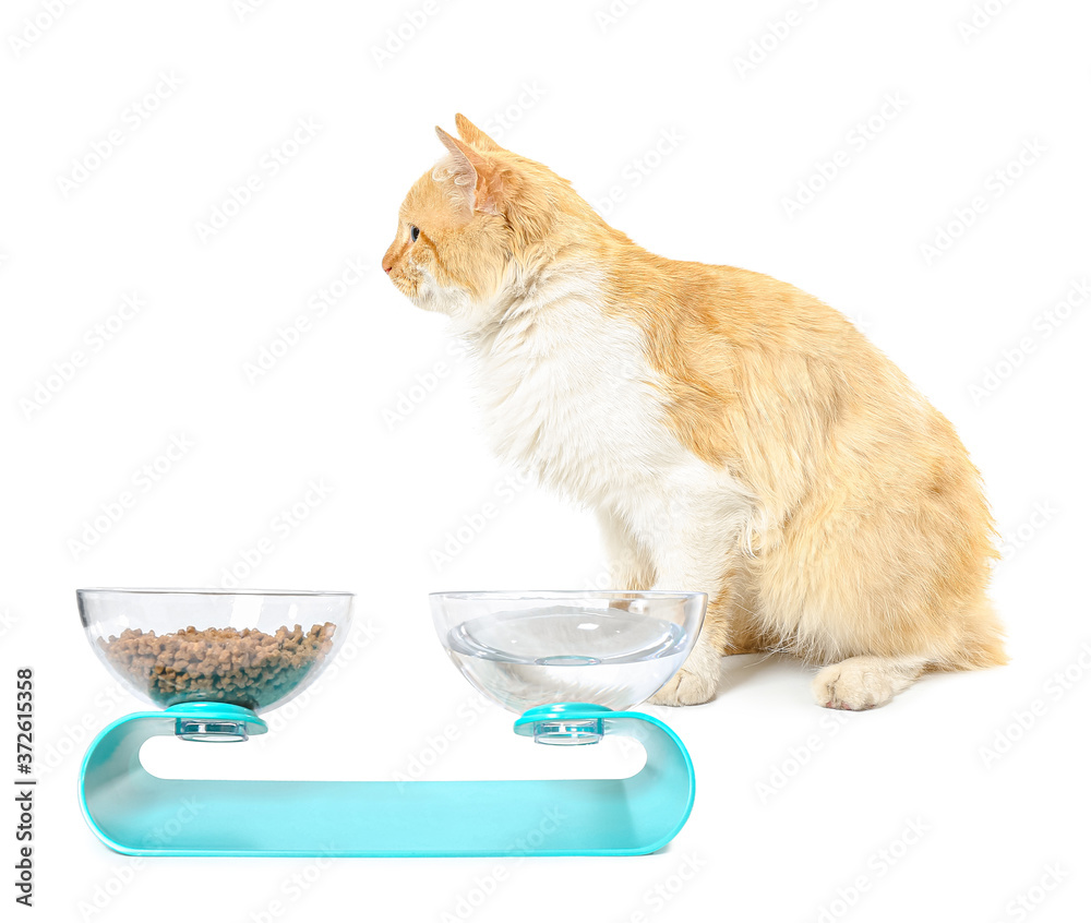 Cute cat and bowls with food and drink on white background