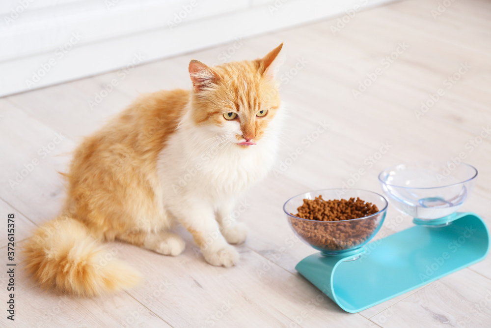 家里有食物和饮料的碗附近的可爱猫