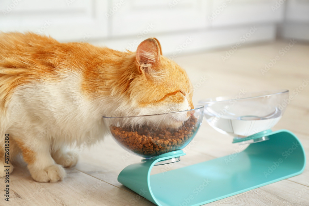 Cute cat eating from bowl at home