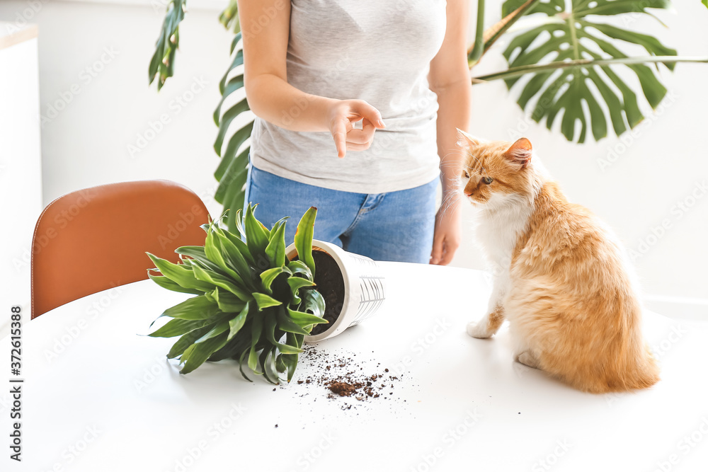 主人斥责猫掀翻了桌子上的室内植物