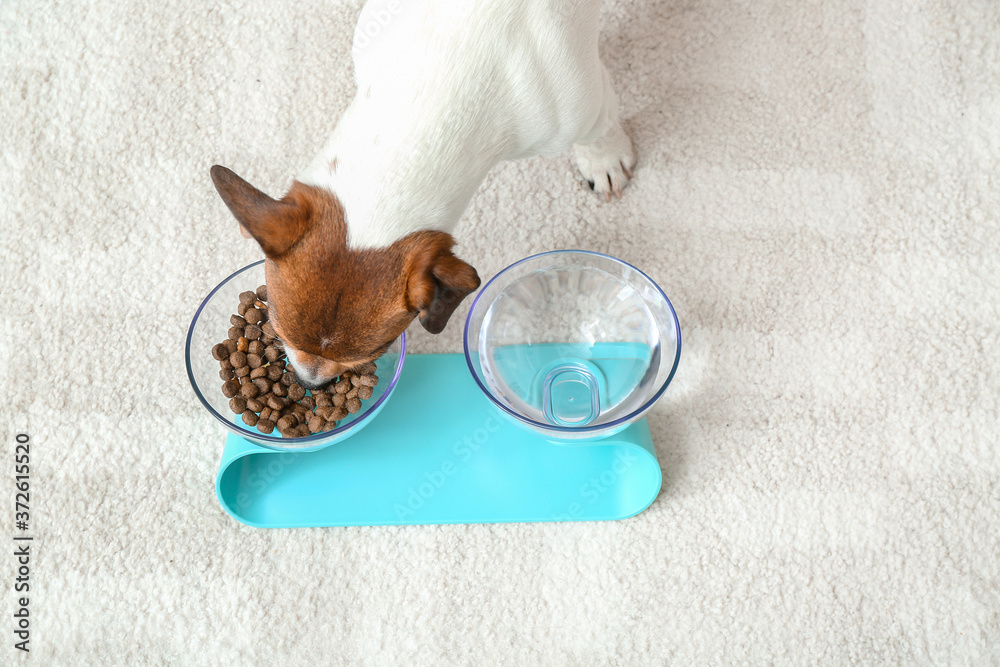 Cute dog eating from bowl at home