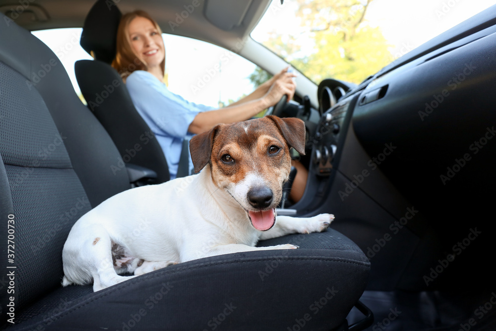 Woman with cute dog traveling by car