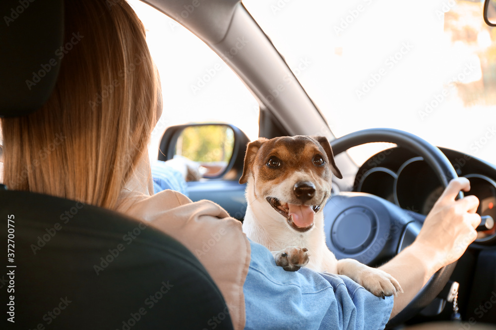 Woman with cute dog traveling by car