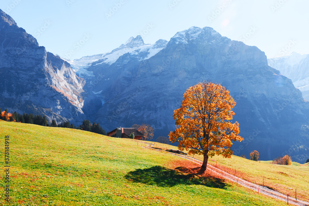 瑞士阿尔卑斯山Grindelwald村橙色树木和绿色草地的秋天风景如画