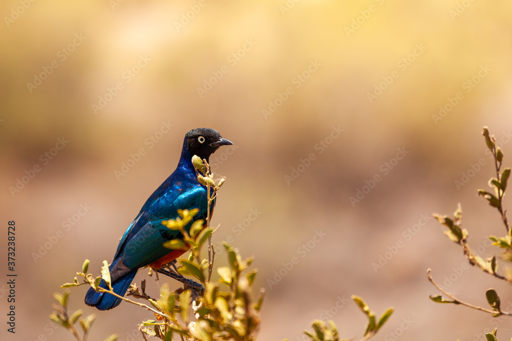 The superb starling or Lamprotornis superbus is a member of the starlings family of birds. It was fo