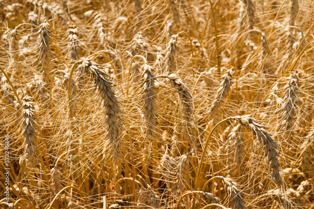 Gold wheat field background. Backdrop of ripening ears of yellow cereal field ready for harvest grow