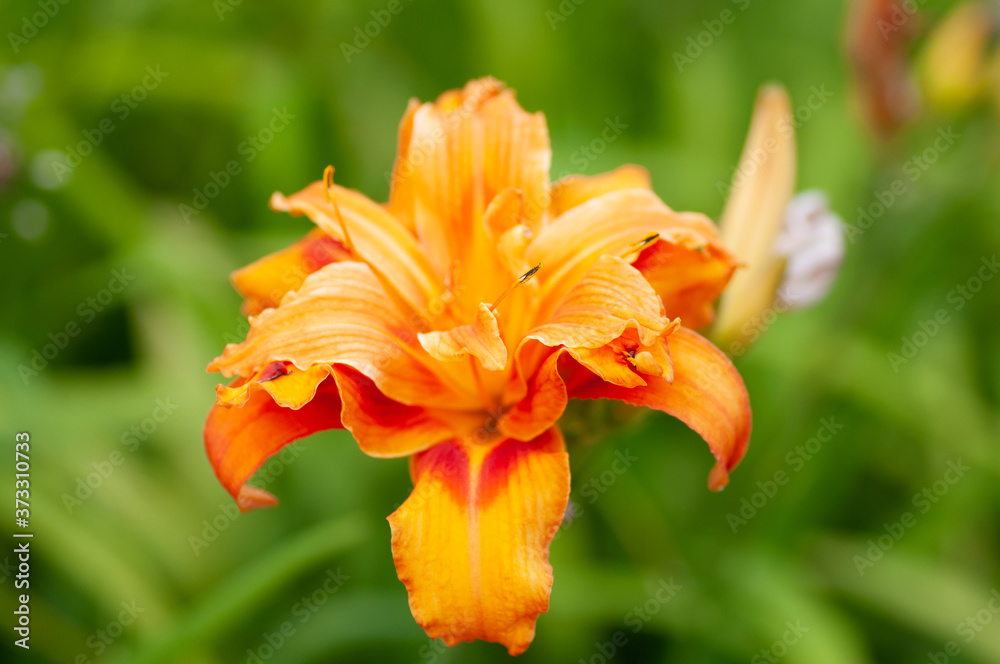 橙色的黄花菜，百合绿的场景背景。插图画家的植物宏观摄影