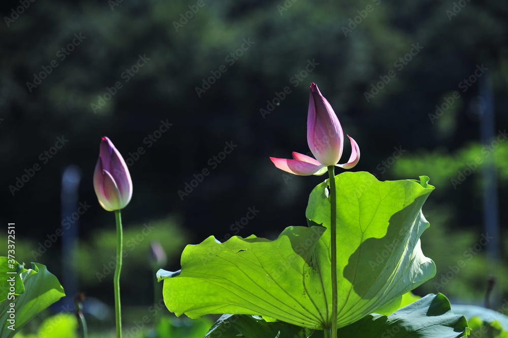 花园里的粉色莲花