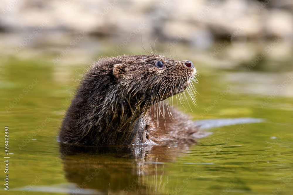 Lutra in nature habitat. Portrait of water predator