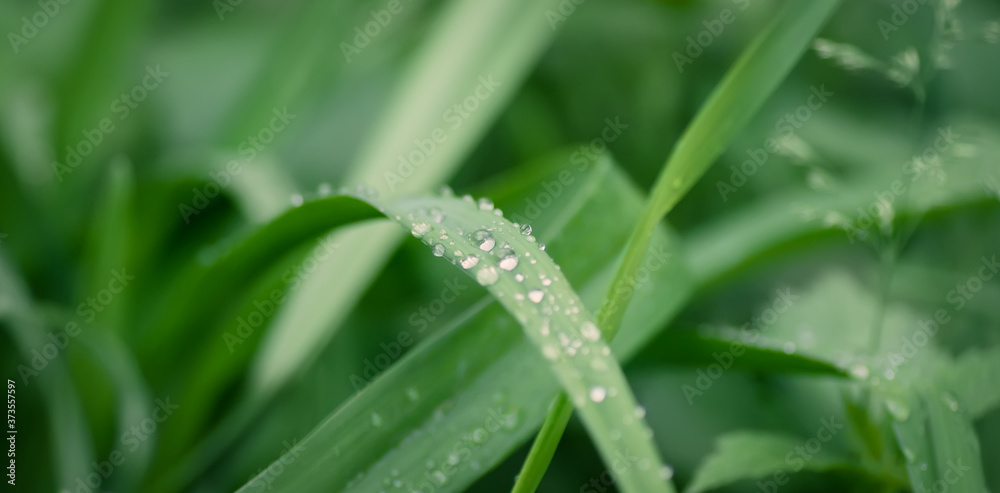 绿叶上美丽的透明雨滴，宏观，选择性聚焦，背景模糊