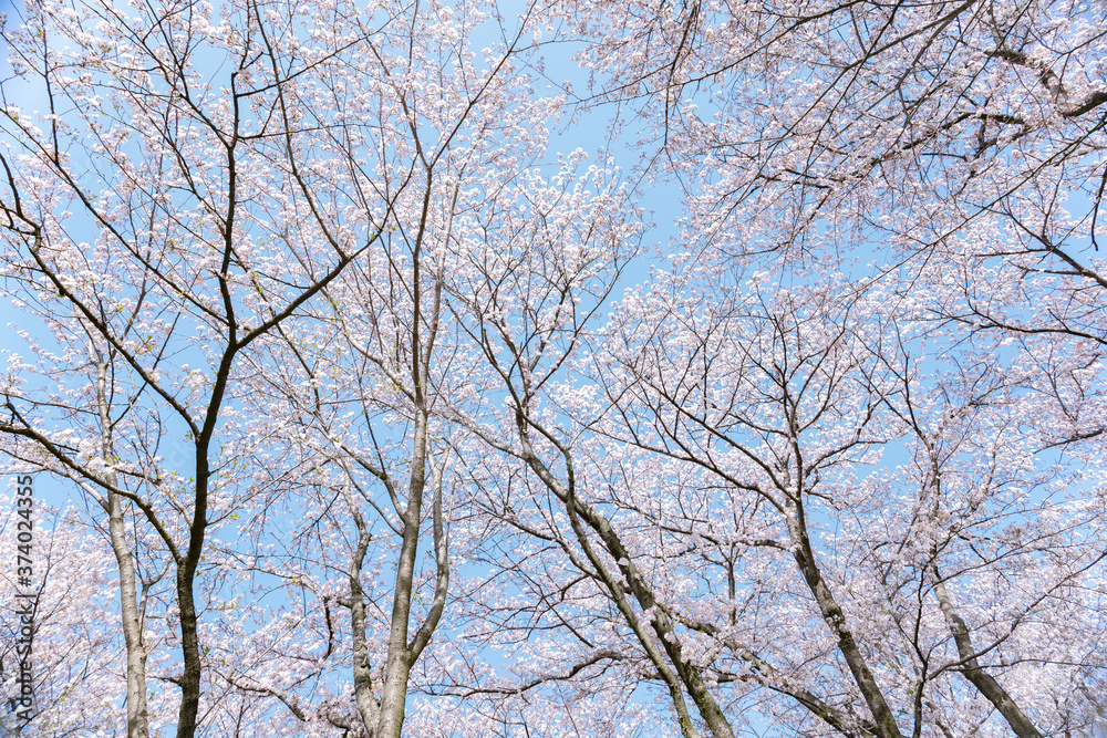 桜　染井吉野