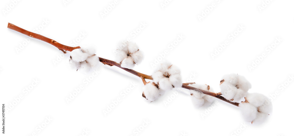 Beautiful cotton flowers on white background