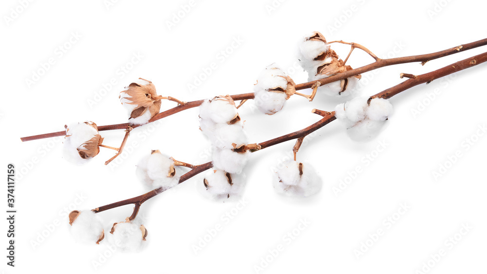 Beautiful cotton flowers on white background