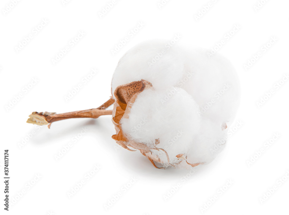 Beautiful cotton flower on white background