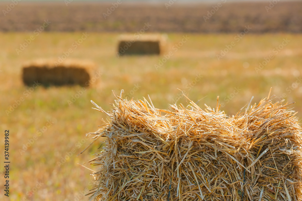 Straw bale in wheat field