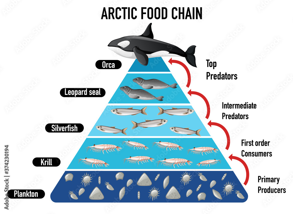 北极食物链金字塔