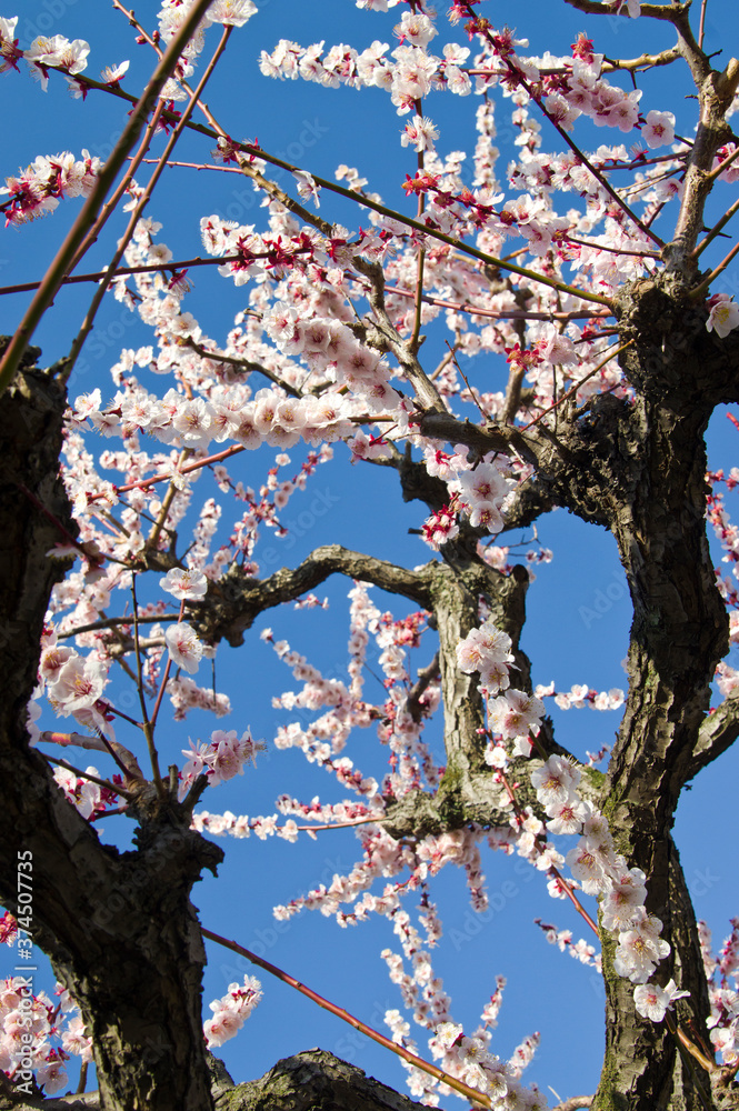 学名为Prunus mume。英文名为Japanese杏。