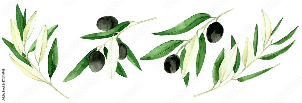 watercolor drawing, set of elements leaves, branches and fruits of olive isolated on white backgroun