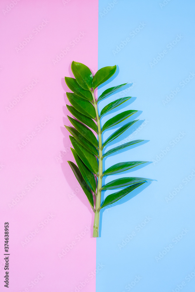 Tropical leaf frame on green background with copy space. Flat lay. Top view. Summer or spring nature