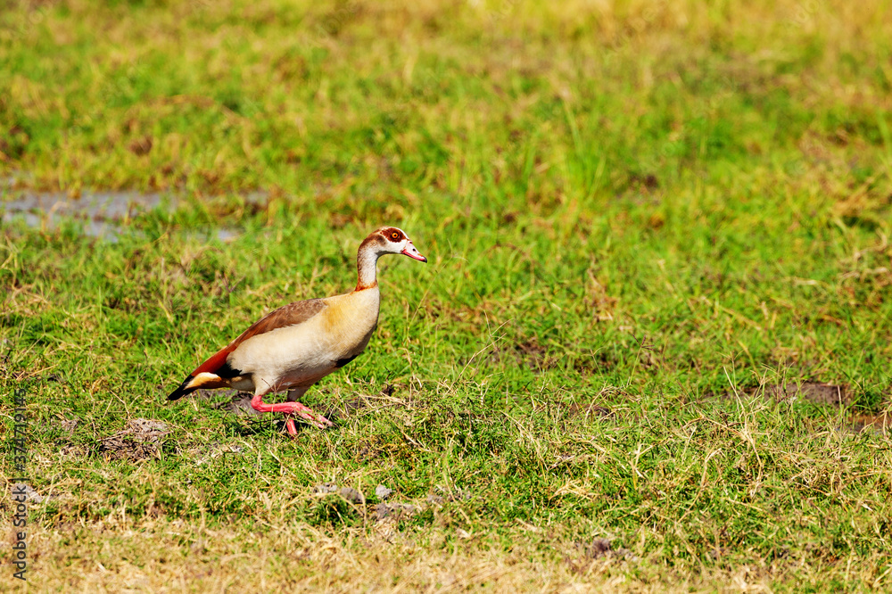 Alopochen aegyptiaca or Egyptian Goose in Kenya in natural environment of reservation park