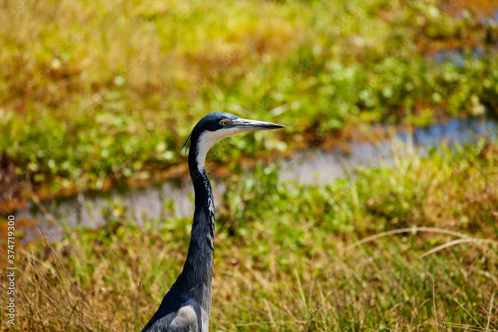 Head of Great Blue Heron or Ardea Herodias in Kenya park bird in the natural environment