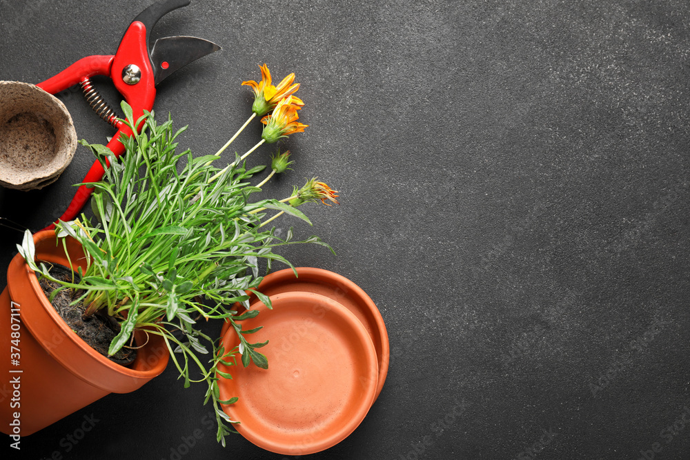 Gardening tools on dark background