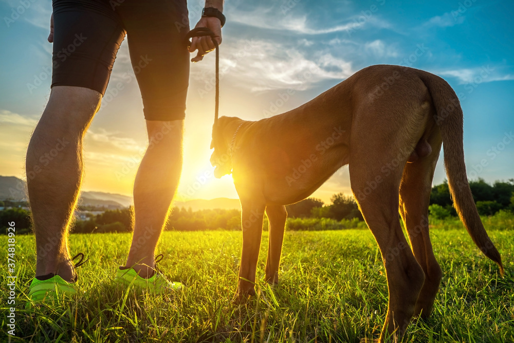 Silhouettes of runner and dog on field under golden sunset sky in evening time. Outdoor running. Ath