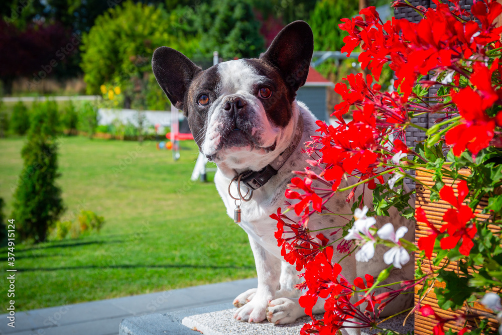 阳光明媚的花园里红花盛开的法国斗牛犬画像