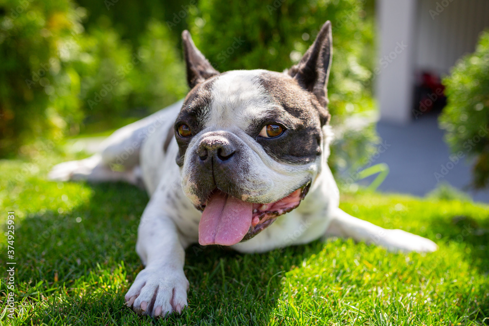 法国斗牛犬在阳光明媚的花园里休息，花园里有绿色的草坪