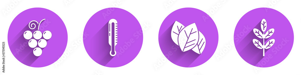 Set Grape fruit, Meteorology thermometer, Leaf or leaves and Leaf or leaves icon with long shadow. V