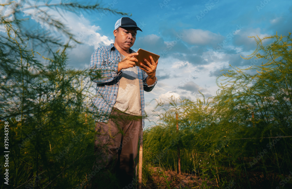 smart farmer concept using smartphone in asparagus field, modern technology application in agricultu