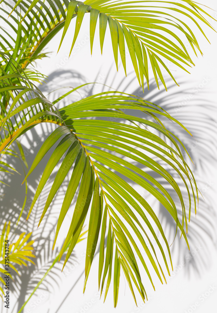 palm leaf and shadows on a white background